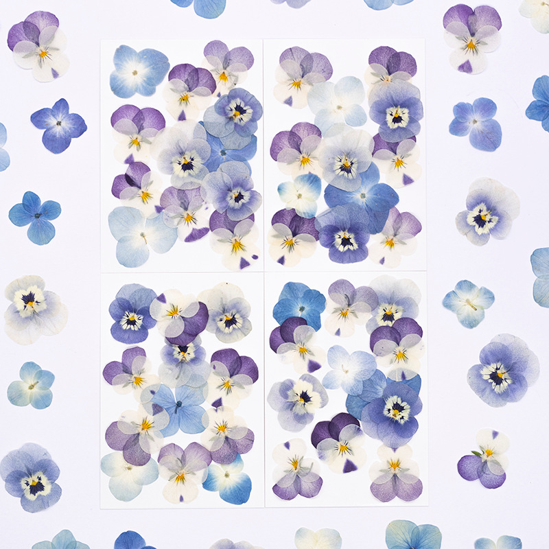 Candle Supply - 12 Pezzi, Petali Naturali di Viola